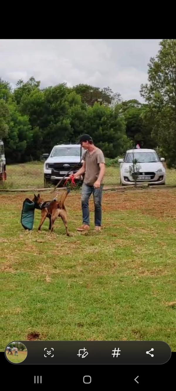 Behavioral training session for a reactive dog at Kaizerin K9
