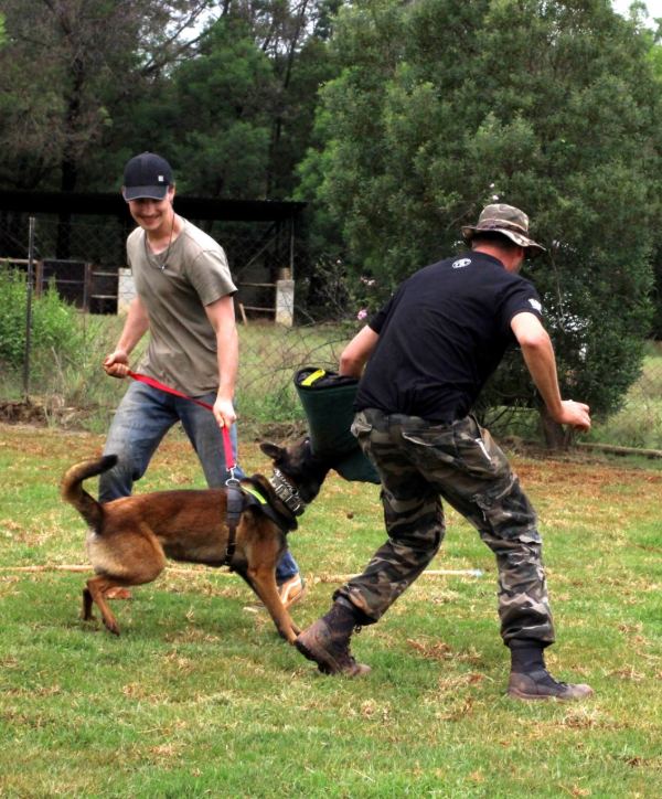 Dog navigating agility course with jumps and obstacles