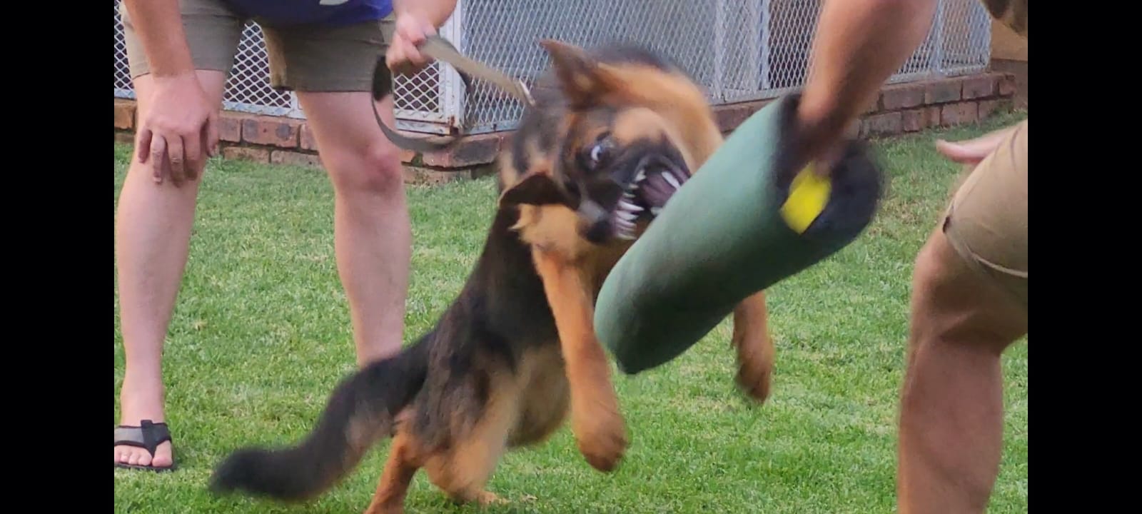 Controlled bite work training for security dogs with protective equipment