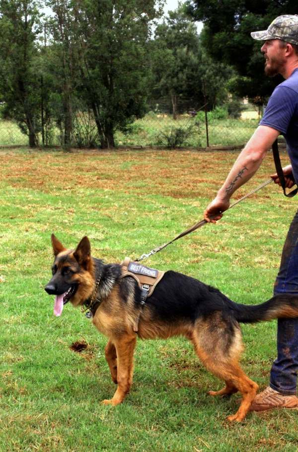 Advanced obedience training session with multiple dogs