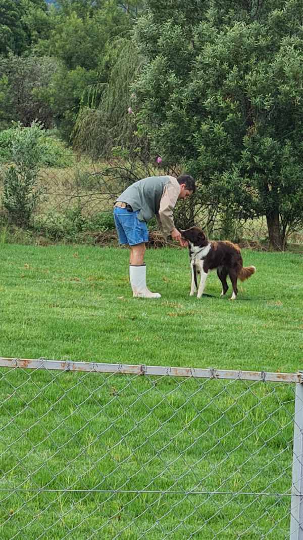 Puppy school training at Kaizerin K9 with young dogs learning basic commands