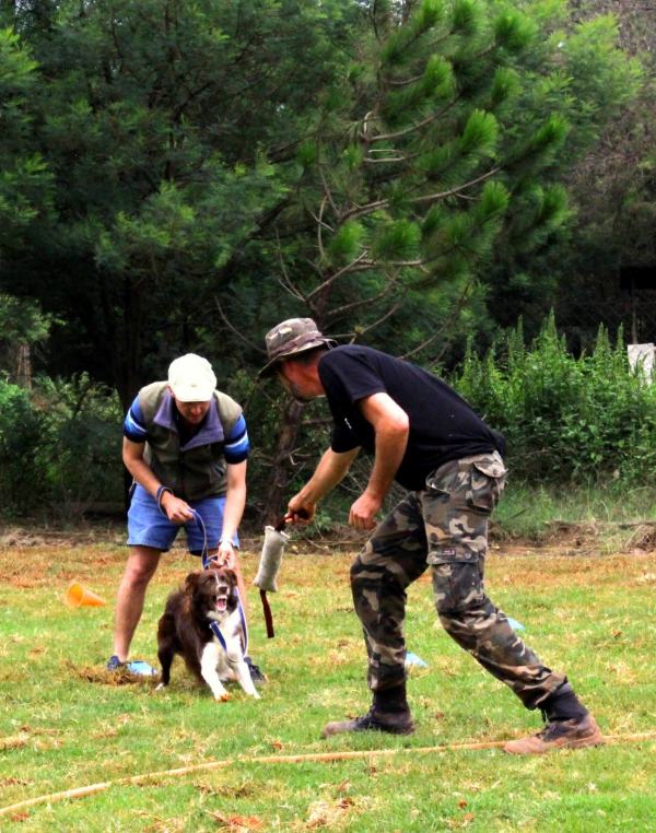 Professional security dog training with controlled defensive techniques