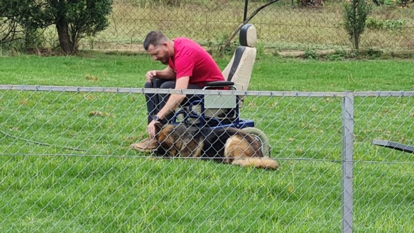 Service dog in training learning to assist with daily tasks