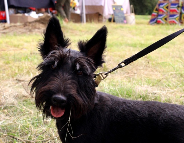 Dog following scent trail during professional tracking training