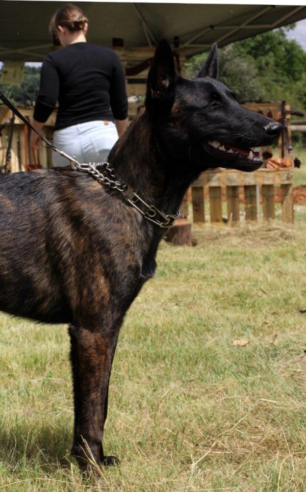 Dog maintaining wait command despite distracting environment